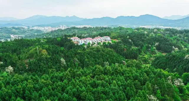 种多少树才能抵消一年的碳排放？