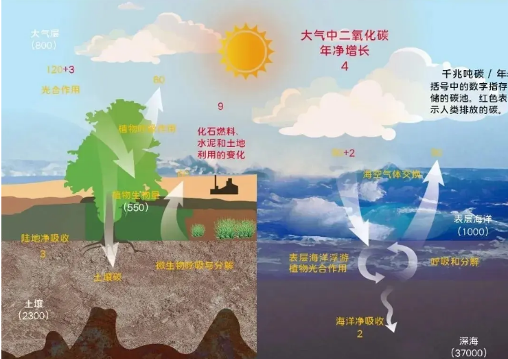 海洋如何成为负排放碳汇场