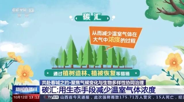 什么是碳汇资源?